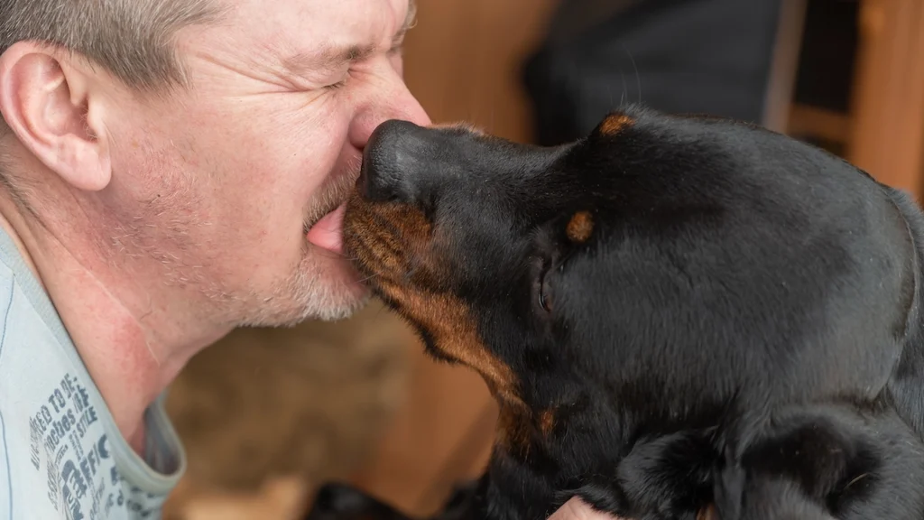 Advarsel fra ekspert: Så farligt kan det være, når du lader din hund kysse dig på munden