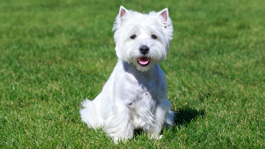 Trist nyhed til hundeelskere: Sidste chance for at få denne hunderace