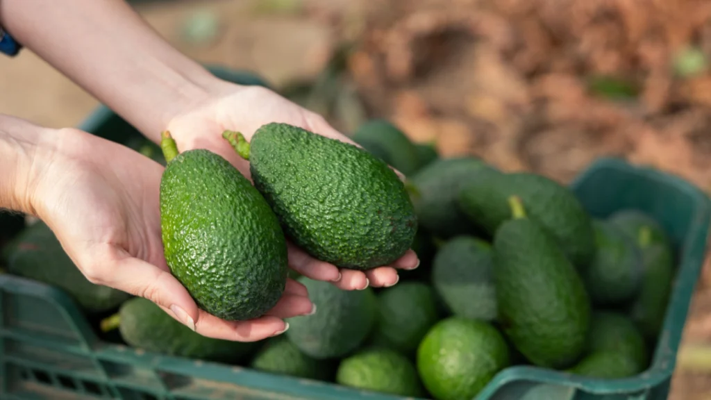 Sådan modner du avocadoer – genialt tip til at gøre dem spiseklar