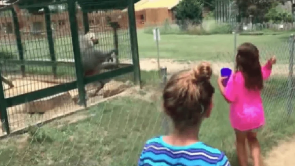 Piger drillede bavian i Zoo: Dette ville de ønske, de aldrig havde gjort