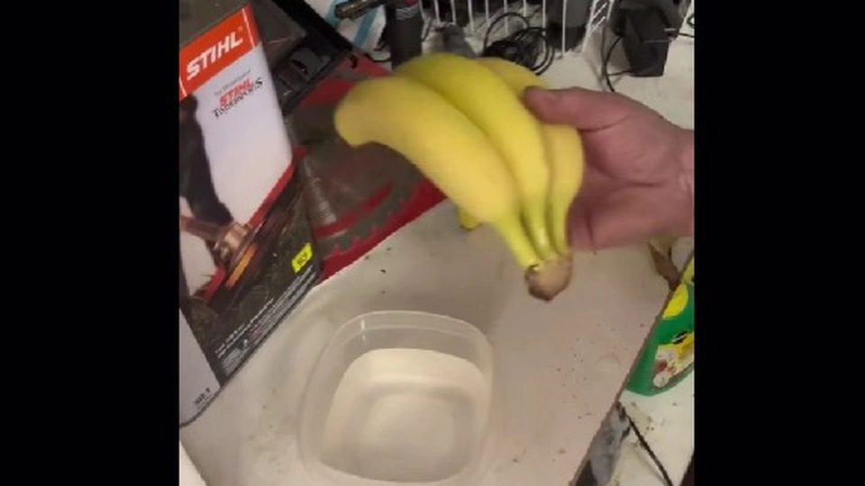 Gør du dette fejltrin? Sådan bør du opbevare bananer for at forlænge deres holdbarhed