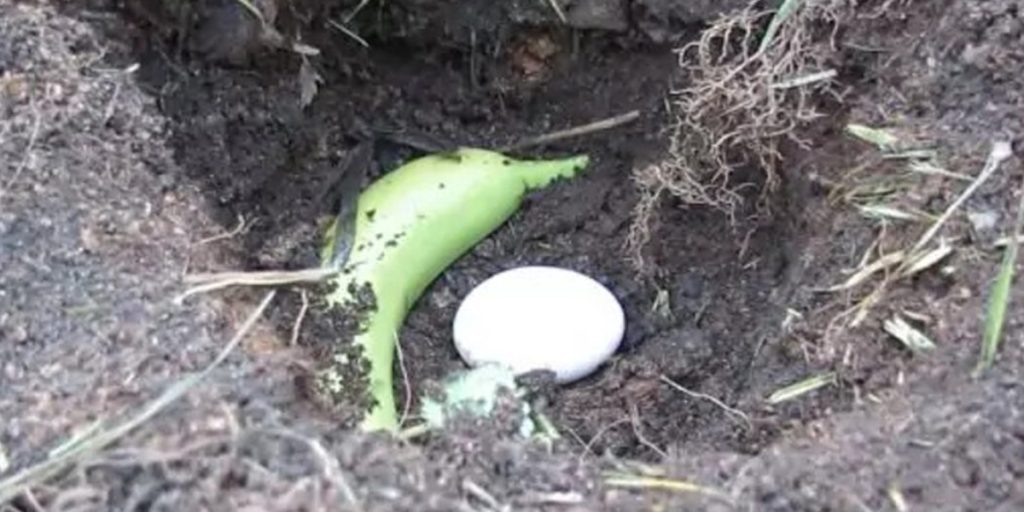 Begrav et æg og en banan i haven. Dine planter vil takke dig.