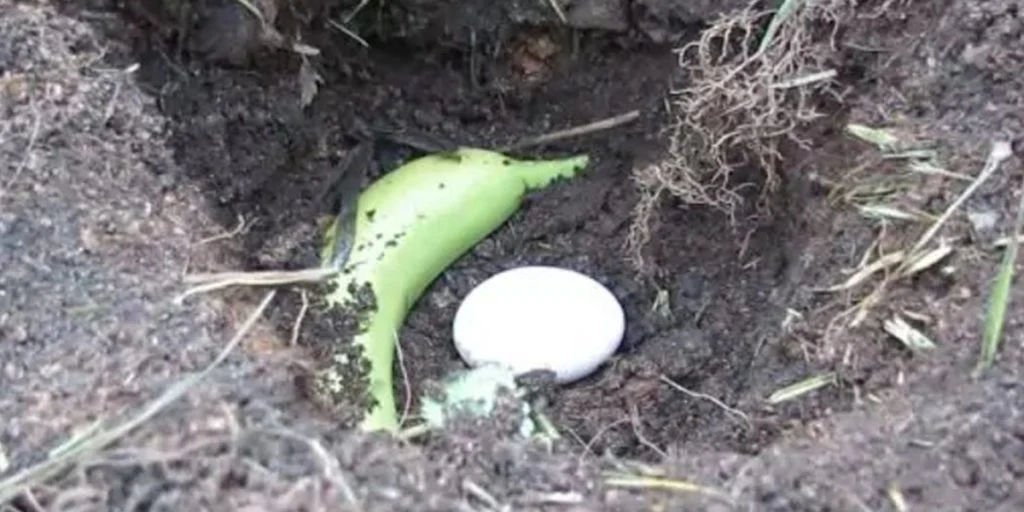 Begrav et æg og en banan i haven. Dine planter vil takke dig.