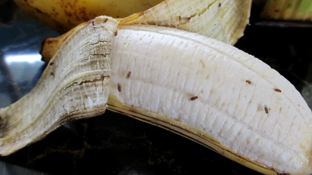 Rengøringsekspert afslører: Sådan slipper du af med bananfluer