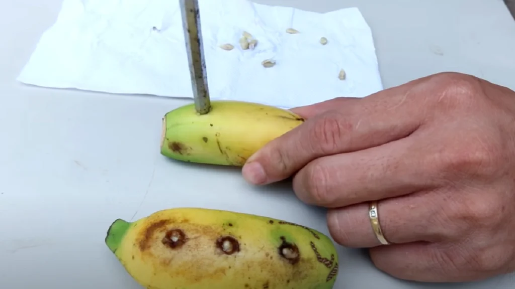 Han putter citronfrø i sin banan: Når du ser, hvad der sker, vil du straks gøre det samme