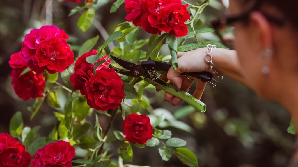 Tre planter, der skal beskæres i november for ‘sund genvækst og levende blomster’ i foråret