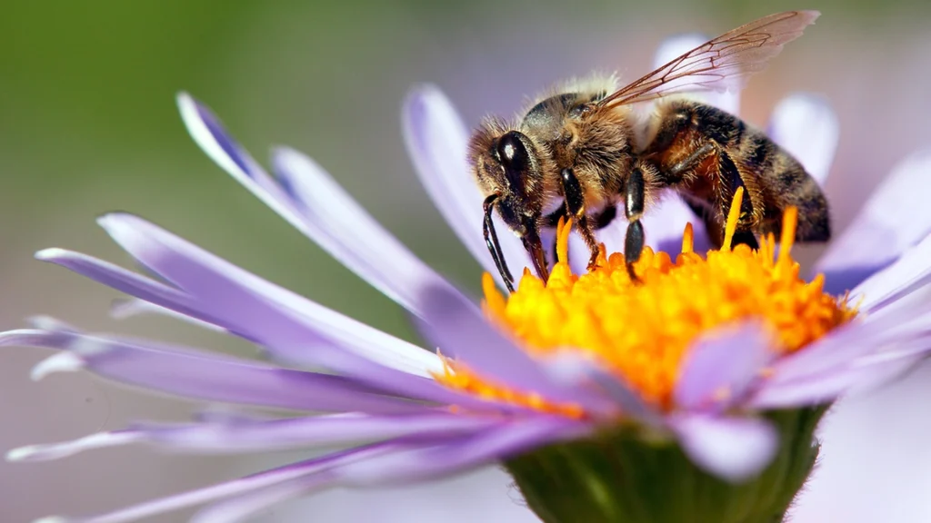 Hvorfor bør vi ikke springe i vandet for at slippe væk fra bier?