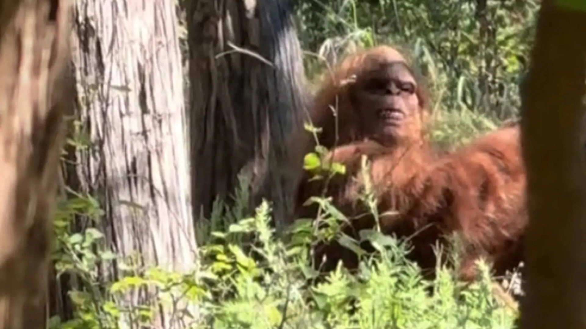 Bigfoot fanget på viral video af skrækslagen vandrer: “Det mest skræmmende øjeblik i mit liv”