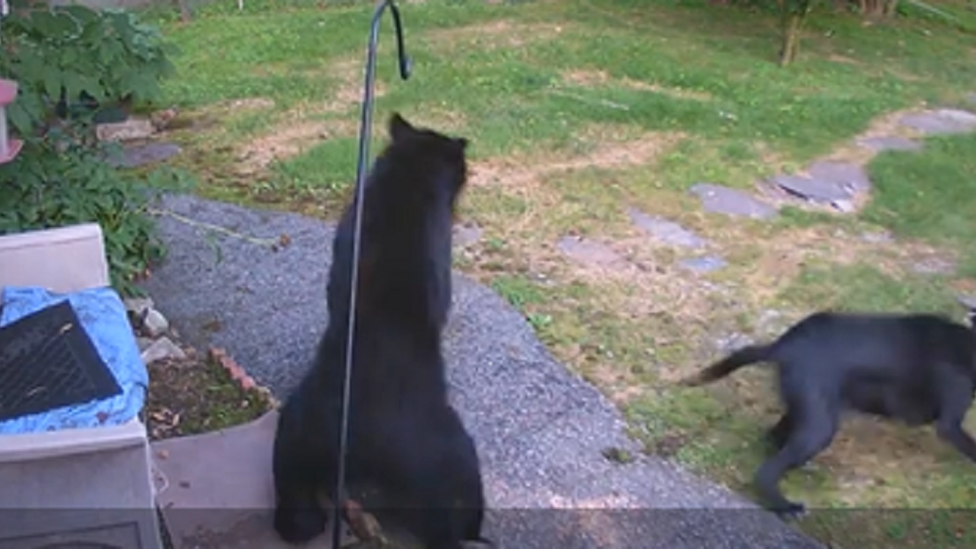 Hund angriber bjørn i naboens have – men det der så sker efter vil få dig til at tabe kæben