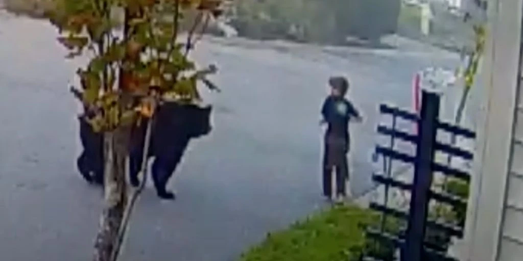 7-årig møder kæmpe bjørn, mens han kører på løbehjul