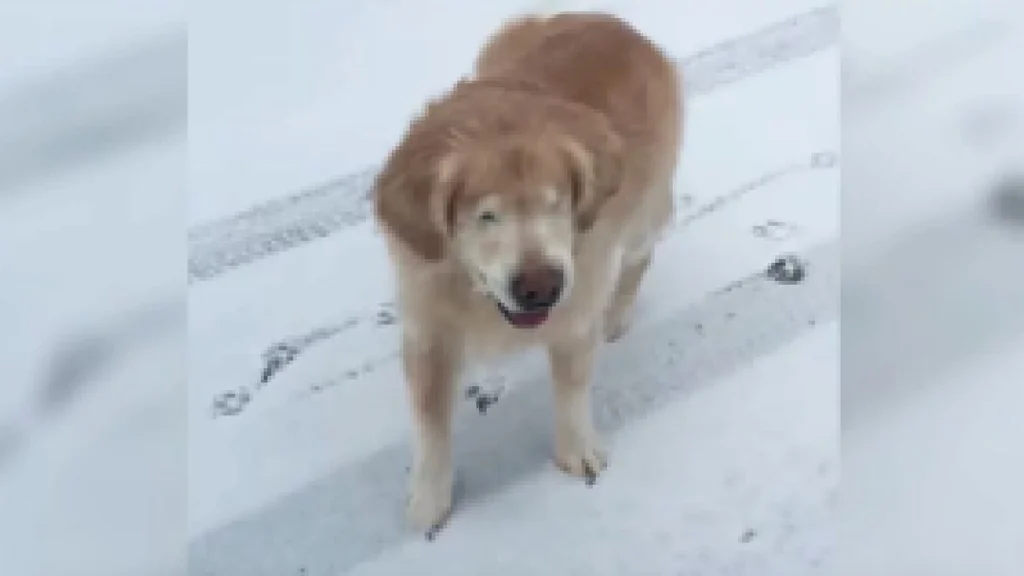 Blind hund leger i sneen for første gang: Vent til du ser den utrolige reaktion