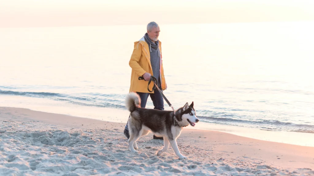 Så stor er bøden, hvis du ikke holder hunden i snor