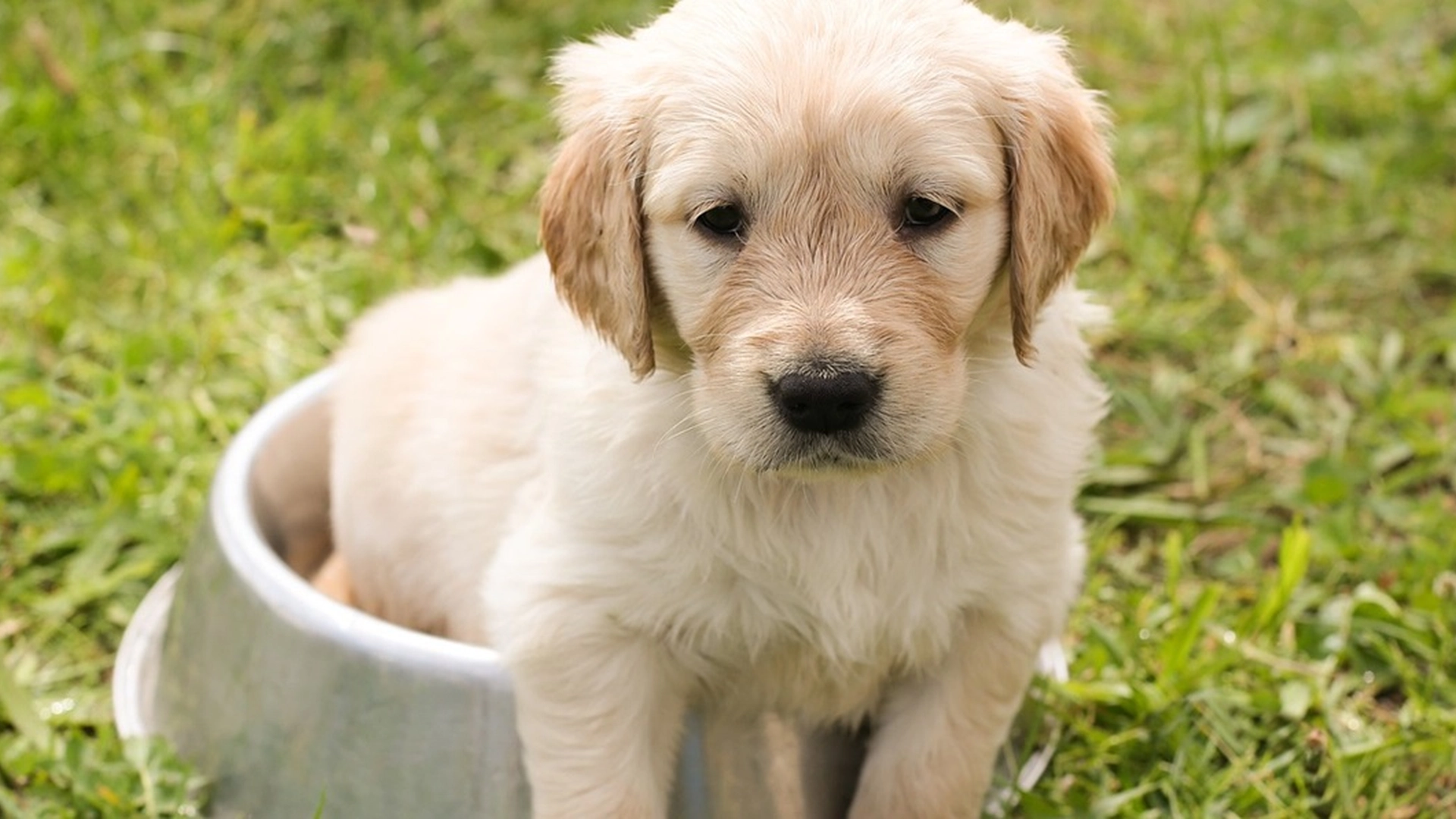 De færreste er klar over dette: Så ofte bør du rengøre din hunds vandskål