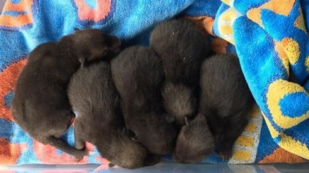 Mand redder hundehvalpe: Men kort efter opdager han sin store fejltagelse