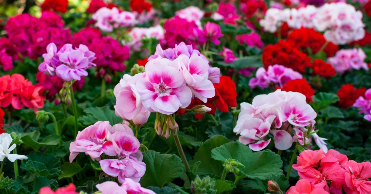 Du skal bare tage den ud af køleskabet: Denne drik er den bedste gødning til pelargonier