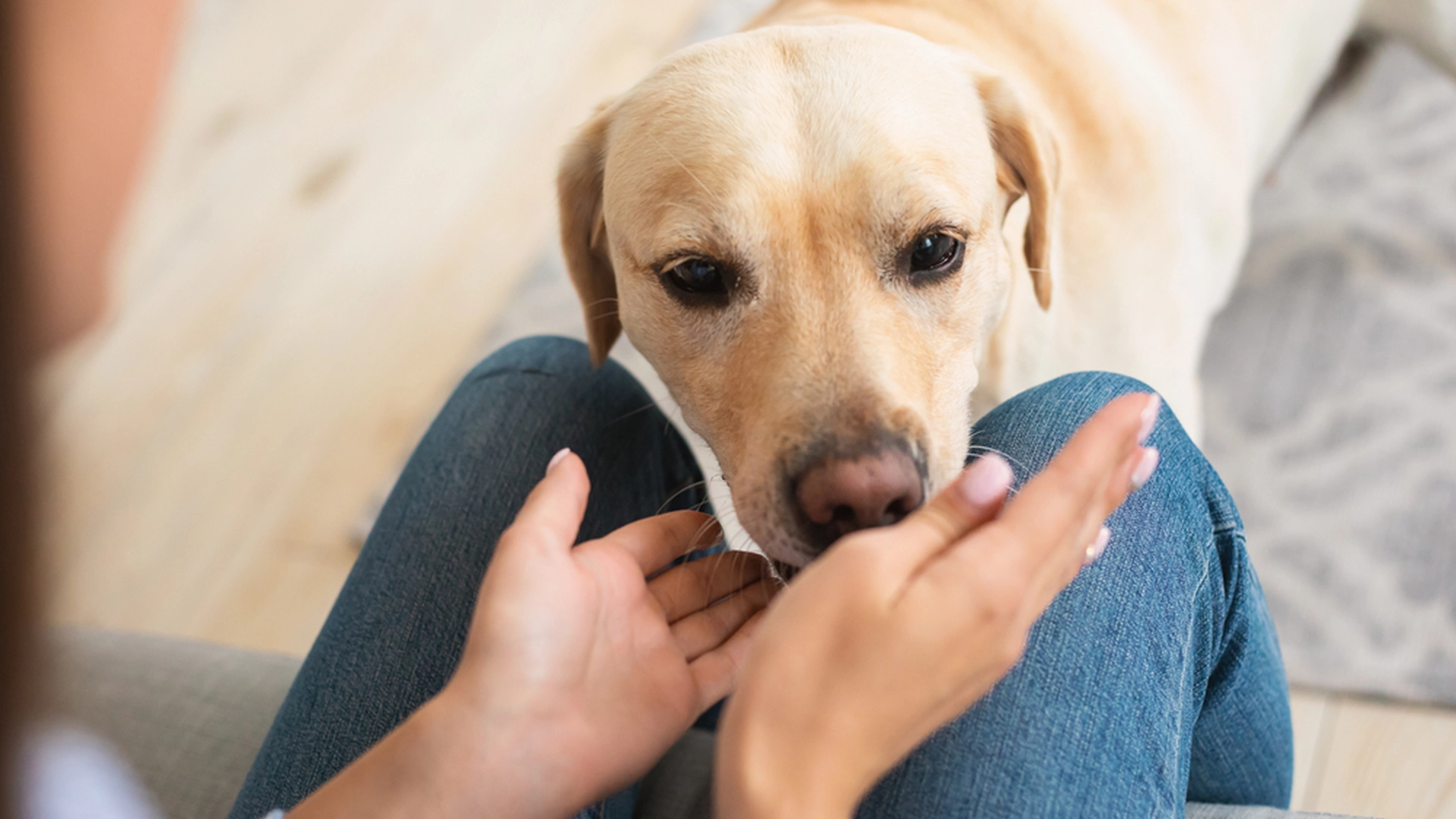 Der findes én særlig grund: Derfor snuser hunde tit til vores private dele