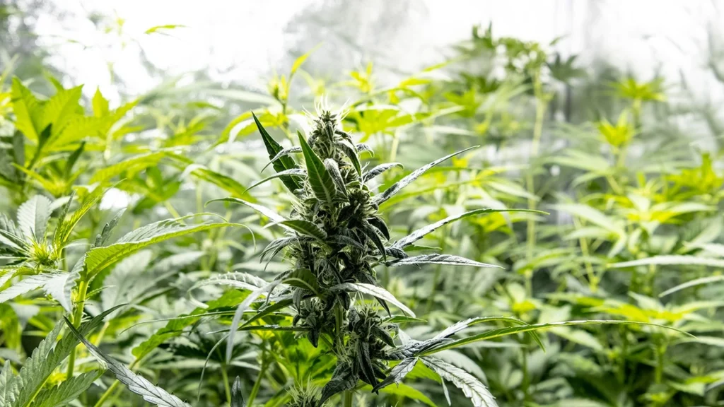 Spor af cannabis i menneskeknogler tyder på, at italienere fra det 17. århundrede brugte pot rekreativt