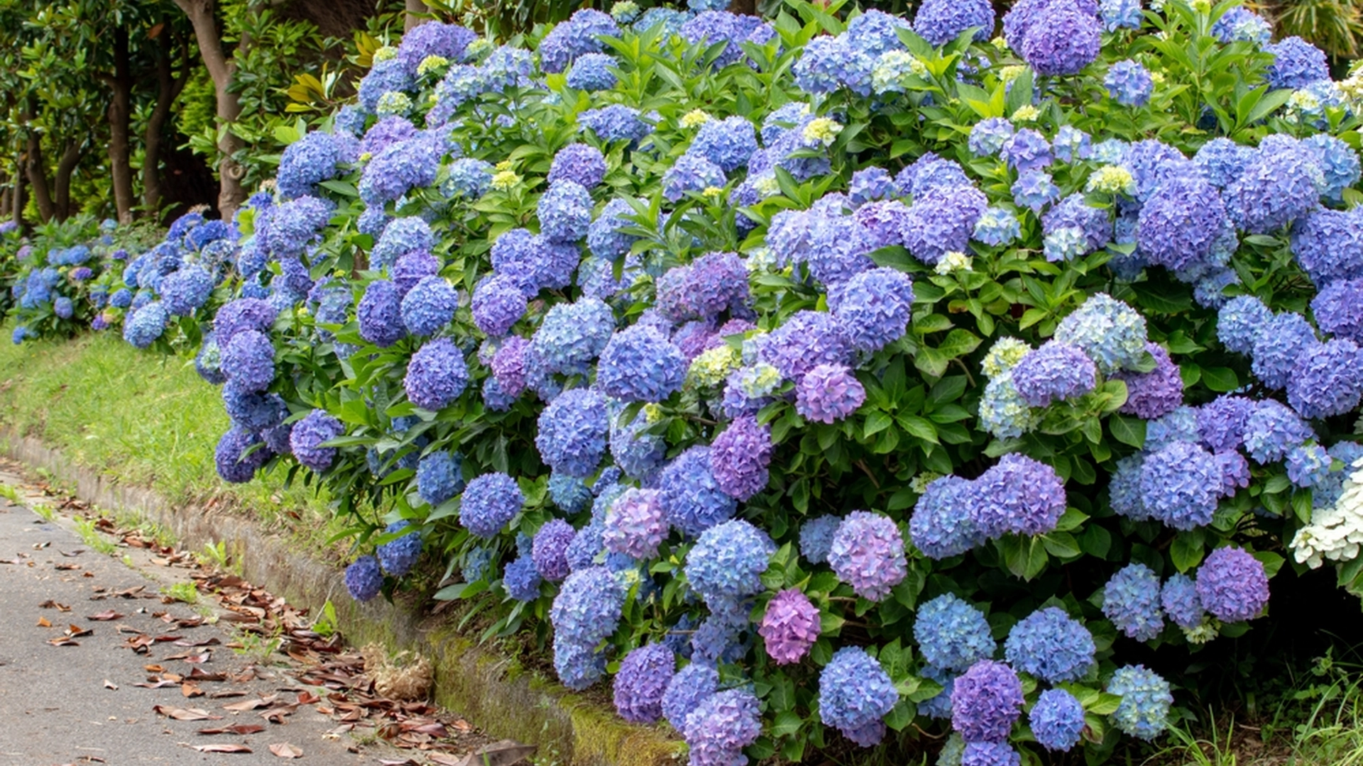 Du vil gnide dine øjne af forbløffelse. Her skal du senest beskære din hortensia for de blomstrer stort og flot.