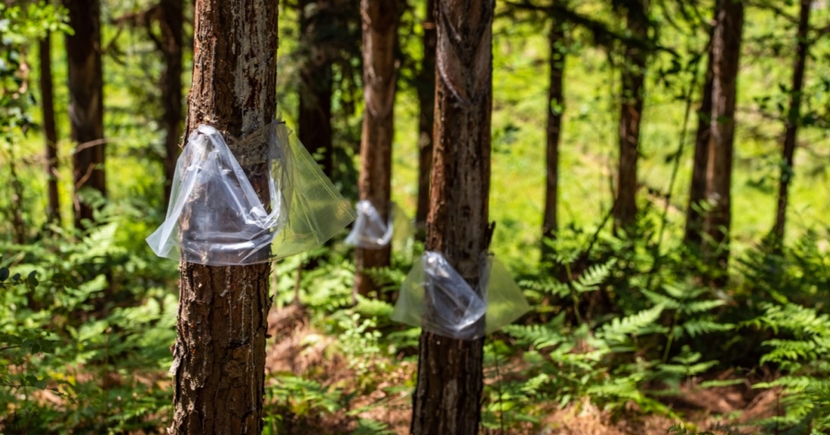 Hvis du finder en plastikposte i et træ, skal du straks reagere