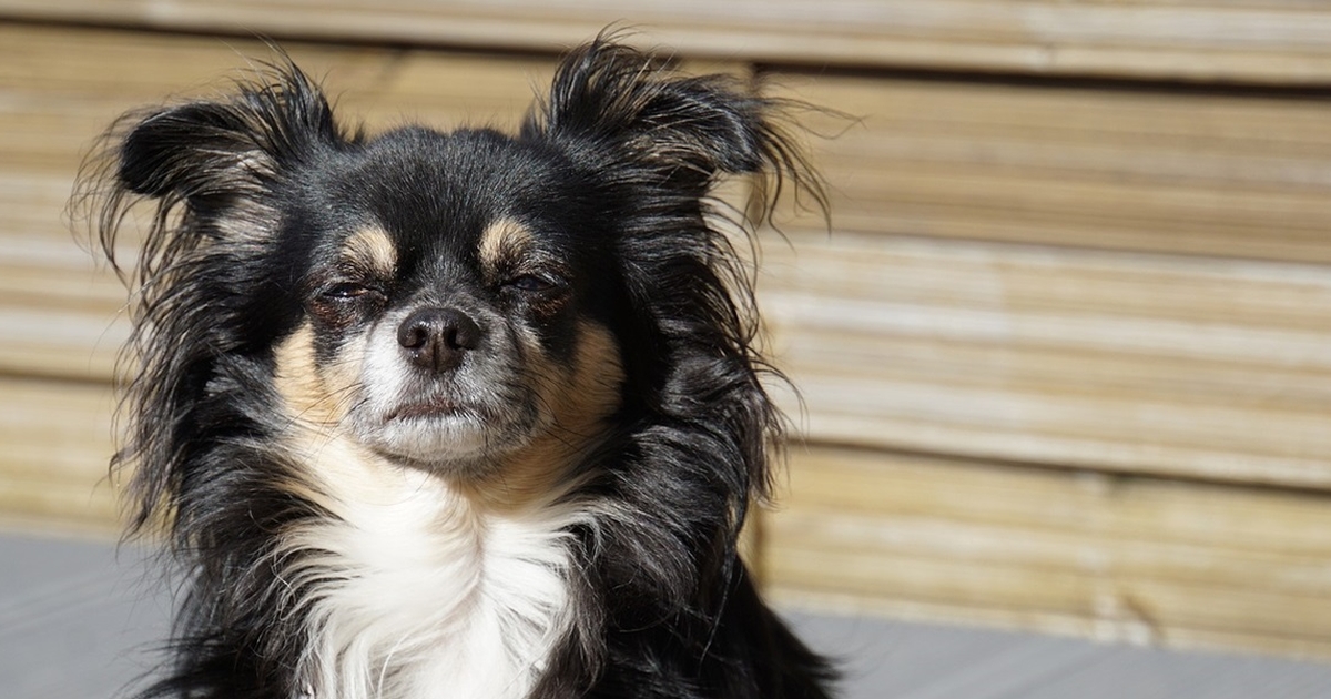 Hundeejer tager chihuahua til dyrlægen: Taber kæben over dyrlægens besked