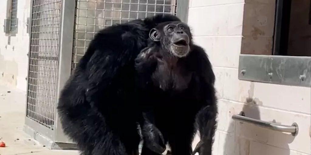 Sødt øjeblik: Reddet chimpanse reagerer på at se himlen efter at have levet i bur hele livet