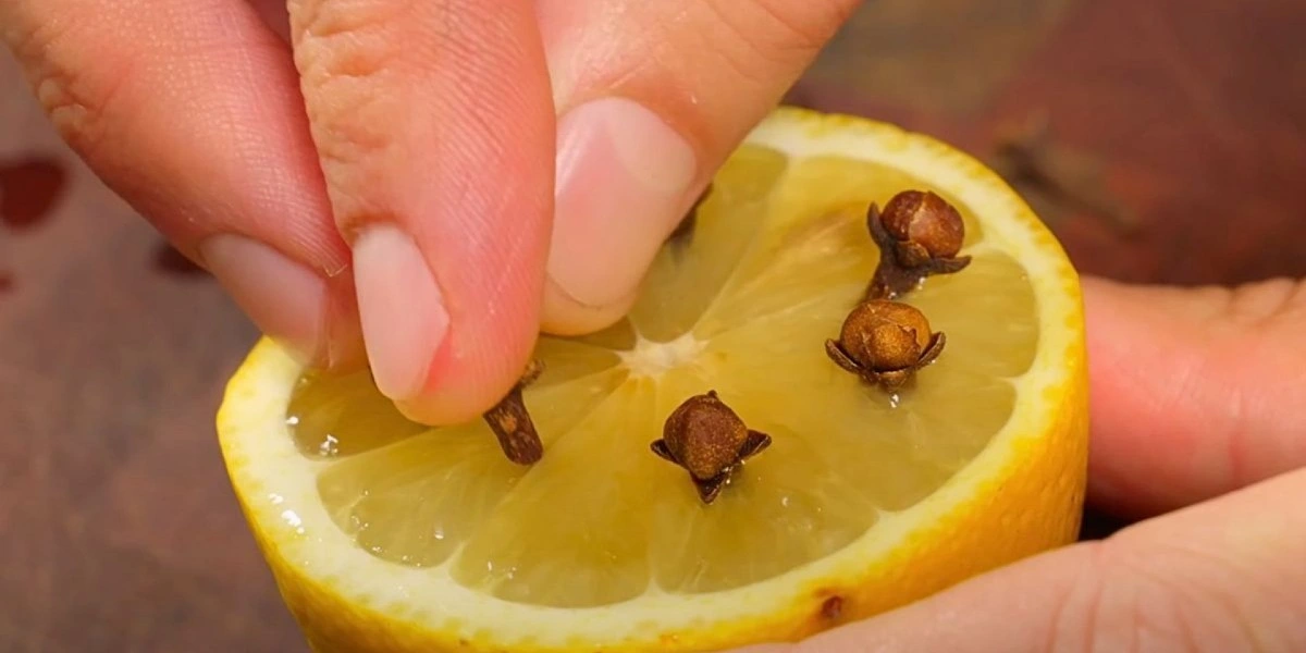 Tag en halv citron og stik nelliker i den: Denne metode fortjener en medalje