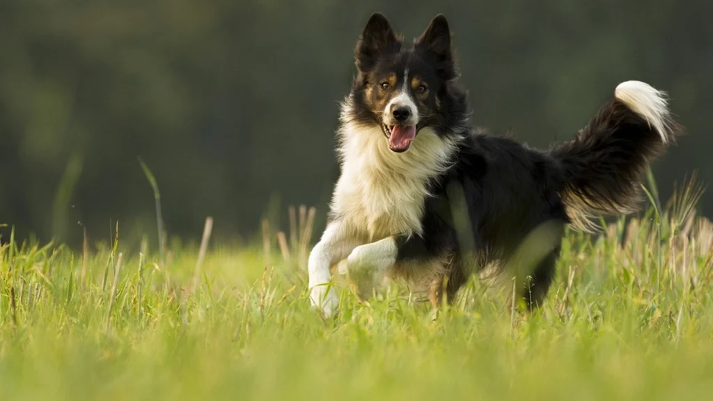 Border collie hyrder lam med speciel teknik: Internettet kan ikke holde op med at grine