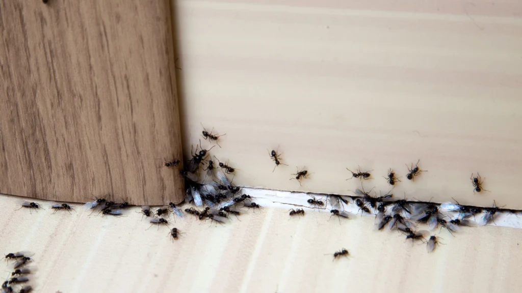 Med dette simple trick får du aldrig mere problemer med myrer i huset