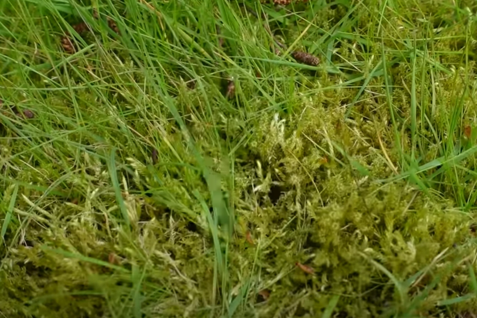 Brug dette geniale ‘våben’ fra køleskabet. Du bekæmper mos i haven på ingen tid