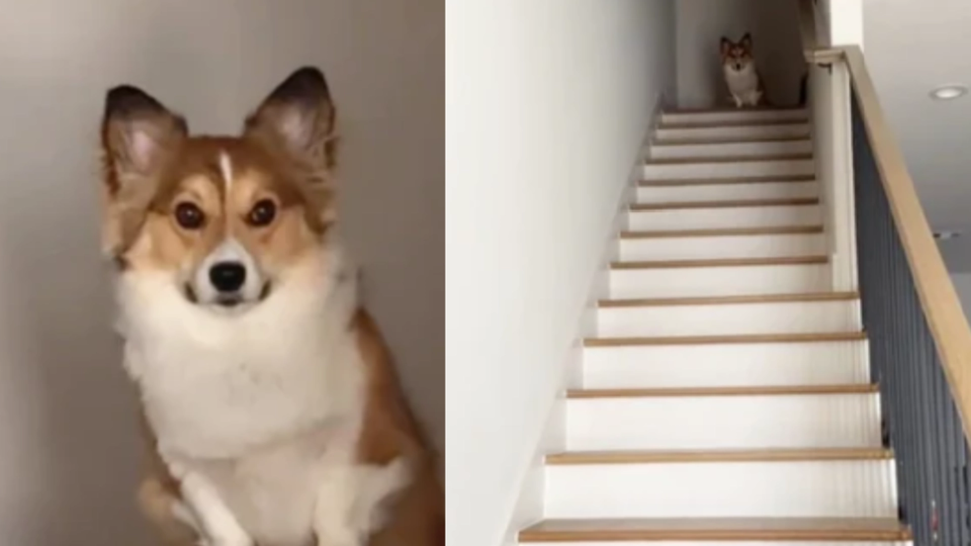 De fleste hunde kan fint gå ned ad trapper – men denne corgis metode, får internettet til at flække af grin
