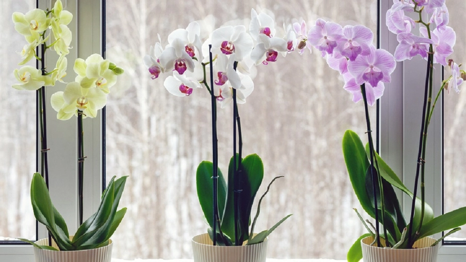 Orkidéer vil blomstre som aldrig før, hvis denne frugt tilsættes vandet 3 gange om måneden