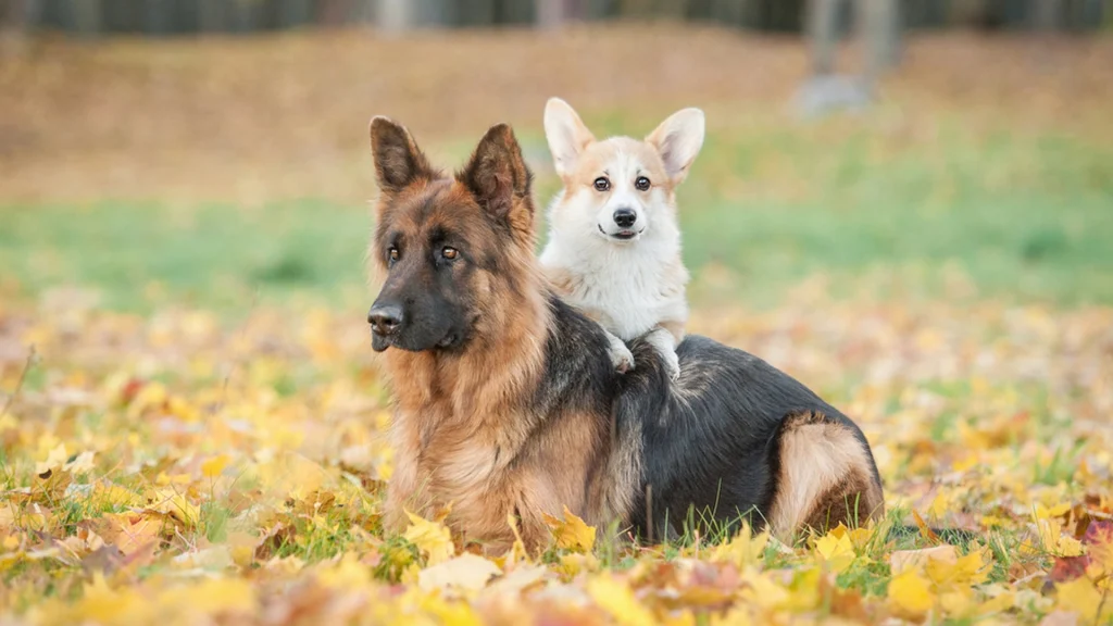 Ny forskning viser: Derfor lever små hunde længere end store hunde