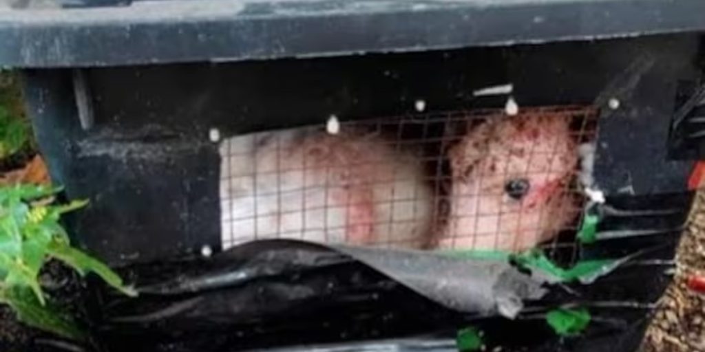 Vandrere finder mystisk dyr i kasse ved vejkanten – og reagerer på den helt rette måde