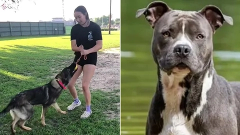 Hundetræner med klar advarsel: Jeg ville aldrig eje disse 6 hunderacer