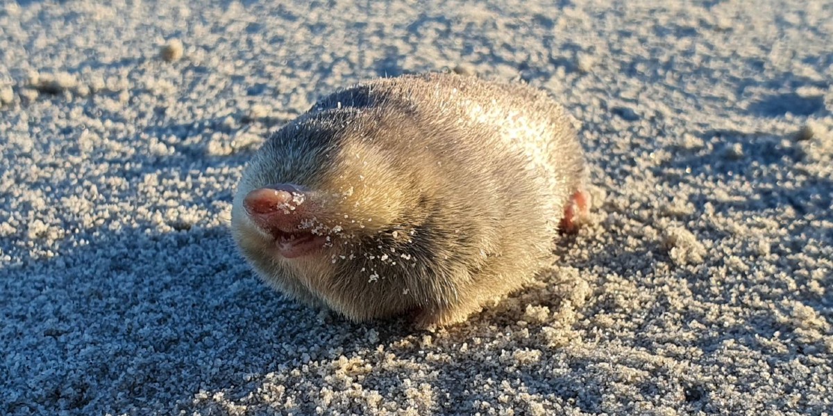 Verdens mærkeligste skabning fundet for første gang i 87 år