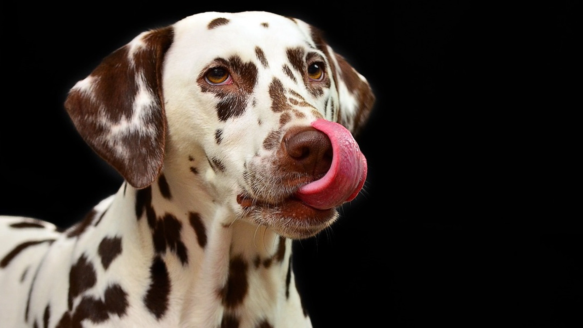 Derfor elsker din hund at slikke dig i ansigtet – årsagen er både sød og lidt ulækker