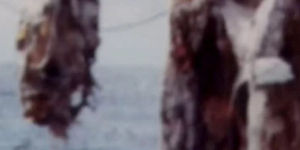 Fiskere ‘trak dinosaur’ op af havet ud for New Zealands kyst, men måtte smide den tilbage på grund af lugten