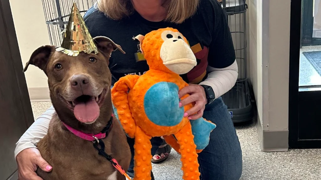 Hund adopteret efter 824 dage på internat: Smilet er stort