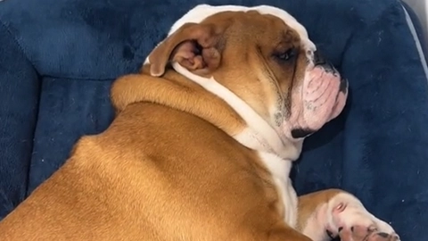 Doven bulldog nægter at gå tur: Se den morsomme video