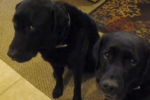 Da hun spørger hundene om, hvem der spiste hendes kage, sker der noget yderst morsomt