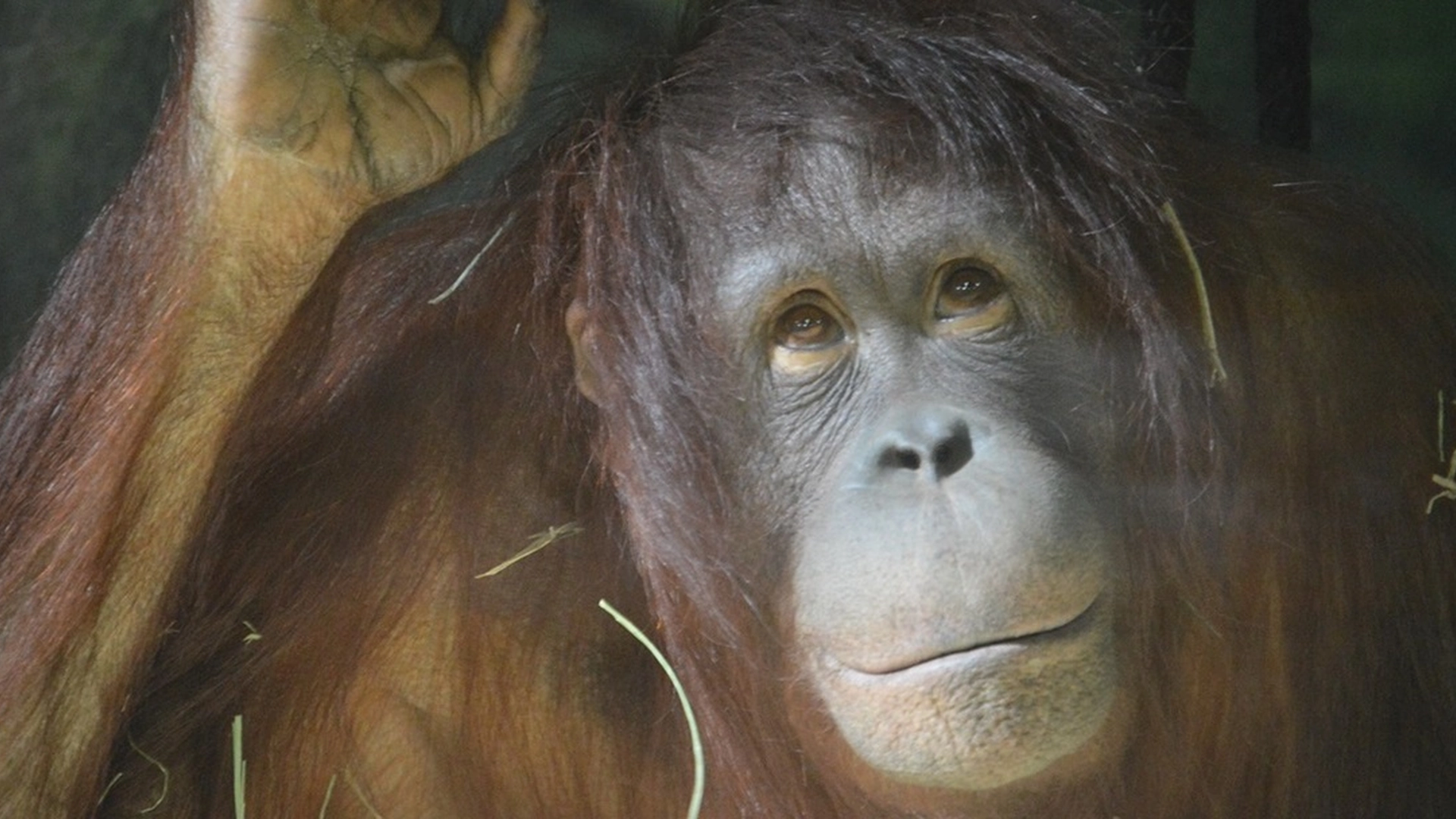 Dublin Zoo udsætter orangutang for ammende kvinder: Håber, at den vil efterligne adfærd