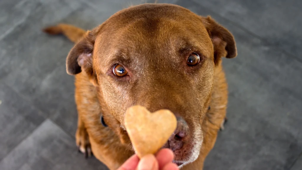 Kan være farligt: Disse 5 almindelige fødevarer må din hund aldrig spise