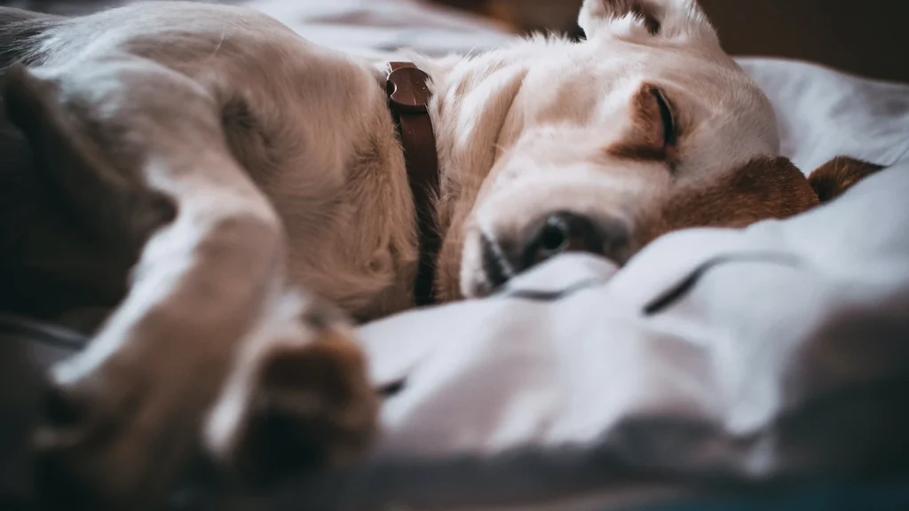Dyrlæge med advarsel: Derfor bør du stoppe med at dele seng med din hund