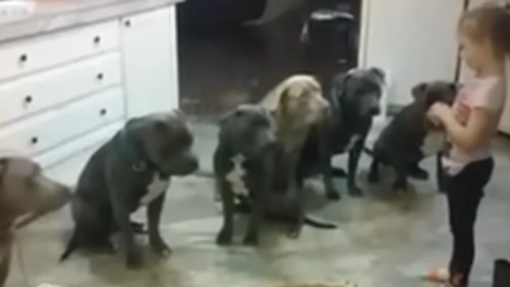 4-årig pige omgivet af pitbulls: Med et enkelt ord overrasker hun alle