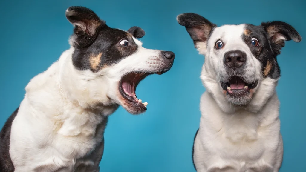 Dyrlæge forklarer: Derfor gør din hund mere ad nogle personer end andre