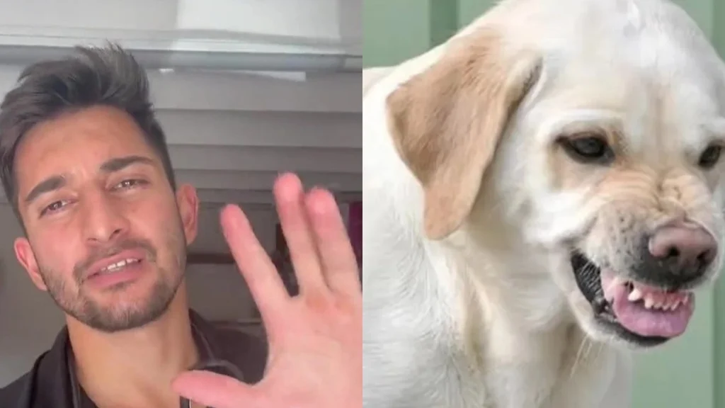 Dyrlæge med afsløring: Her er 4 advarselstegn på, at en hund vil gå til angreb