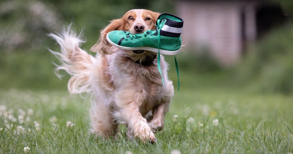 Har du nogensinde spekuleret over det? Derfor kommer din hund med “gaver” til dig i form af tilfældige ting