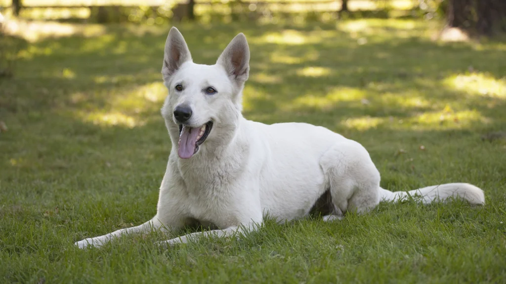Hvor mange gange dagligt fodrer du din hund? Dette er det magiske antal gange om dagen, ifølge dyrlæge