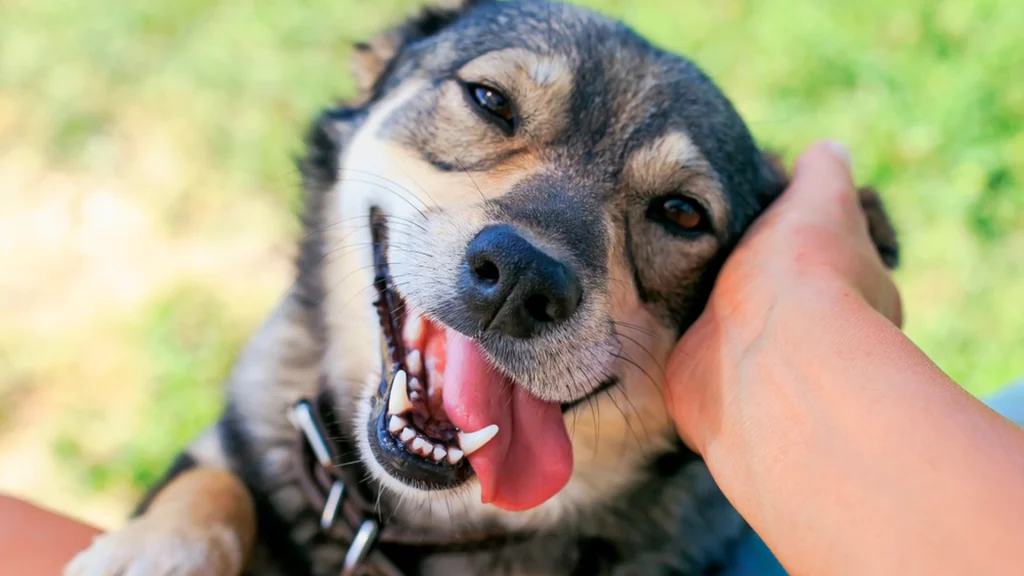 Advarsel til alle hunde- og katteejere: Denne meget almindelige plante kan være giftig for dit kæledyr
