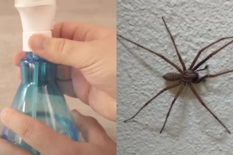 Edderkopper hader lugten: Denne hjemmelavede spray holder krybene væk fra dit hjem